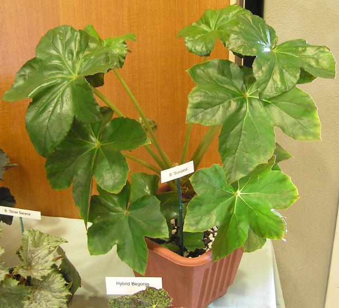 B. ‘Suncana’